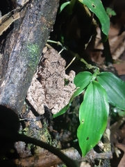 Oreobates quixensis