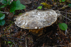 Catathelasma ventricosum