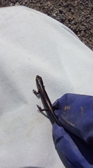 Plestiodon septentrionalis