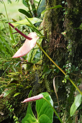 Anthurium andraeanum