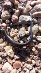 Plestiodon septentrionalis