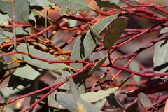 Eucalyptus dumosa