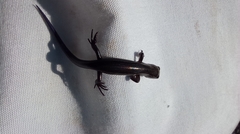 Plestiodon septentrionalis