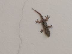 Tarentola mauritanica