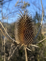 Dipsacus sativus