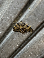 Pantherodes
