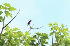 Leptocoma brasiliana