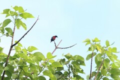 Leptocoma brasiliana