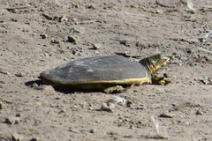 Apalone spinifera emoryi