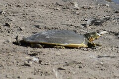 Apalone spinifera emoryi