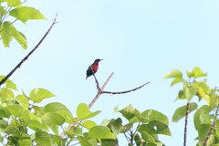 Leptocoma brasiliana