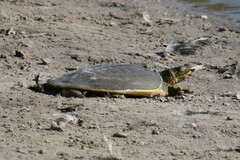 Apalone spinifera emoryi