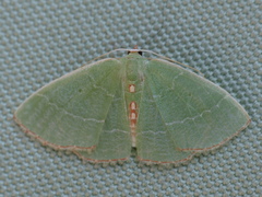 Nemoria lixaria