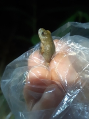 Leptodactylus rhodonotus