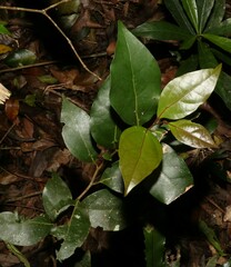 Cryptocarya foveolata