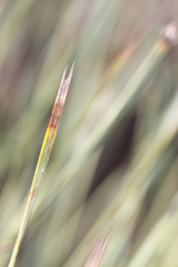 Lomandra effusa