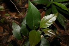 Cryptocarya foveolata