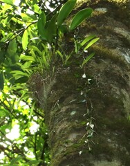 Dendrobium pugioniforme