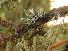 Heterodermia leucomelos