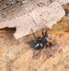 Maratus scutulatus