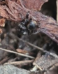 Maratus scutulatus