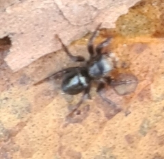 Maratus scutulatus