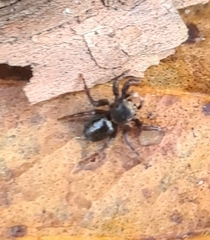 Maratus scutulatus