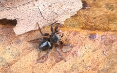 Maratus scutulatus