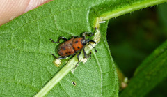 Rhodobaenus tredecimpunctatus