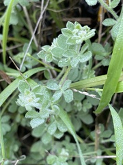 Acmispon heermannii