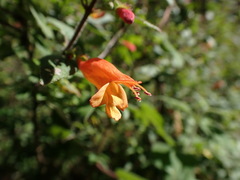 Clinopodium macrostemum