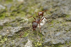 Aphaenogaster fulva