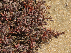 Suaeda novae-zelandiae