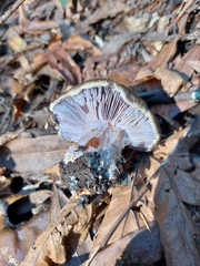 Cortinarius glaucopus