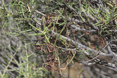 Acacia nyssophylla