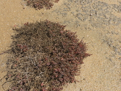 Suaeda novae-zelandiae