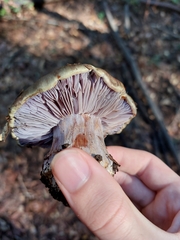 Cortinarius glaucopus