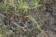 Acacia nyssophylla