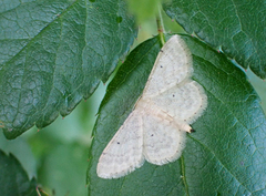 Idaea