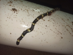 Rhinocheilus antonii