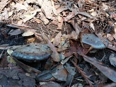 Cortinarius glaucopus