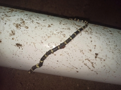 Rhinocheilus antonii