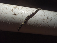 Rhinocheilus antonii