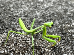 Pseudomantis