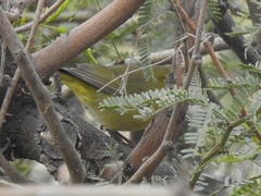 Leiothlypis celata