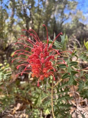 Grevillea bipinnatifida