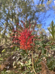 Grevillea bipinnatifida