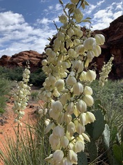 Yucca angustissima
