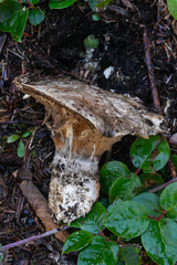 Catathelasma ventricosum