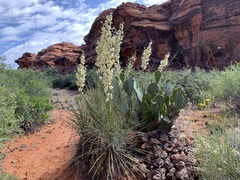 Yucca angustissima